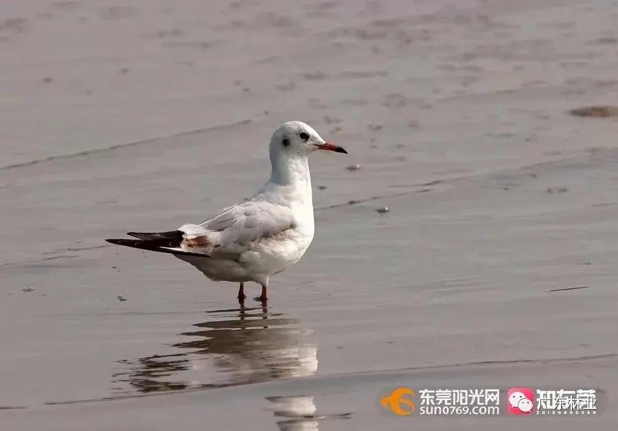 視頻直擊！大批候鳥飛臨東莞！
