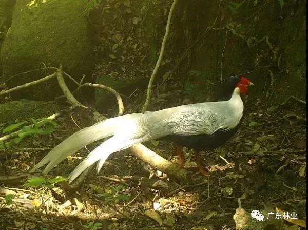 小靈貓、豹貓等&ldquo;國保&rdquo;動(dòng)物現(xiàn)身東源康禾保護(hù)區(qū)！