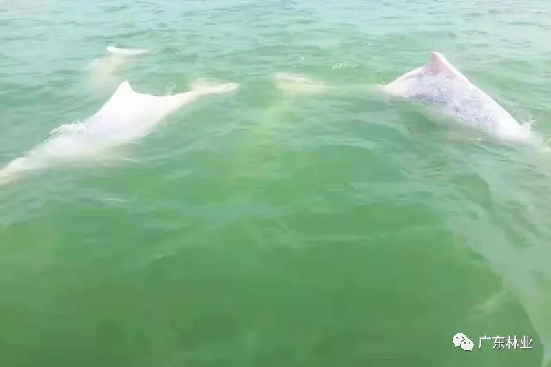 好運來！30只中華白海豚結(jié)隊暢游廣東雷州灣