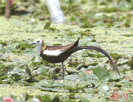 驚喜！&ldquo;水鳳凰&rdquo;飛臨潮州！